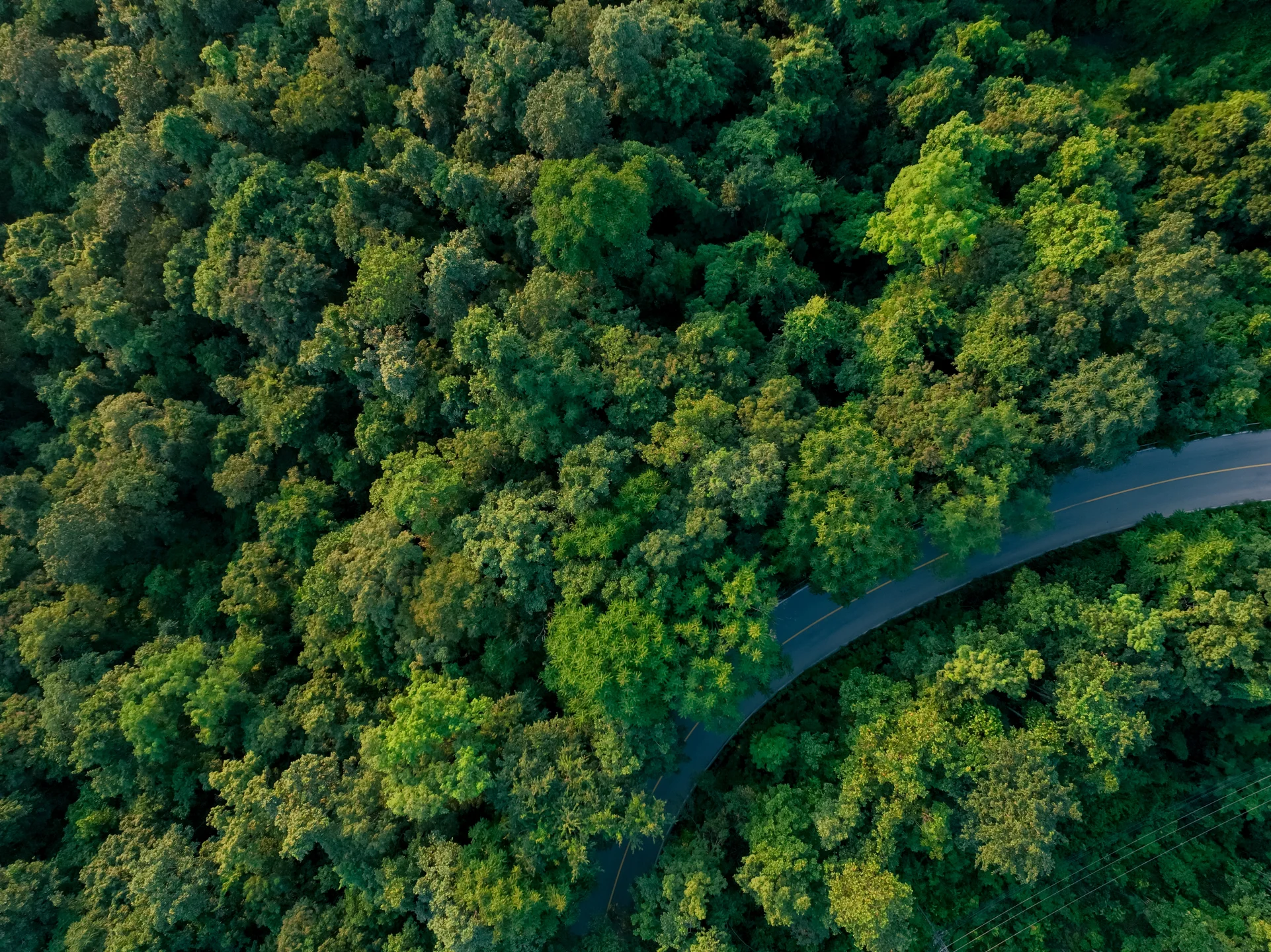 Top view of a forest