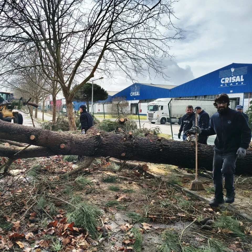 CRISAL employees removing fallen trees